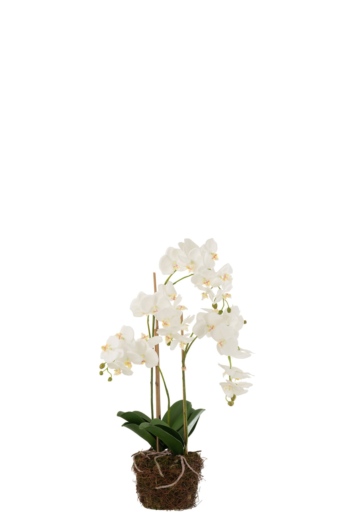 Orchidée en terre plastique blanc/vert, grande taille, 32 x 32 x 75 cm