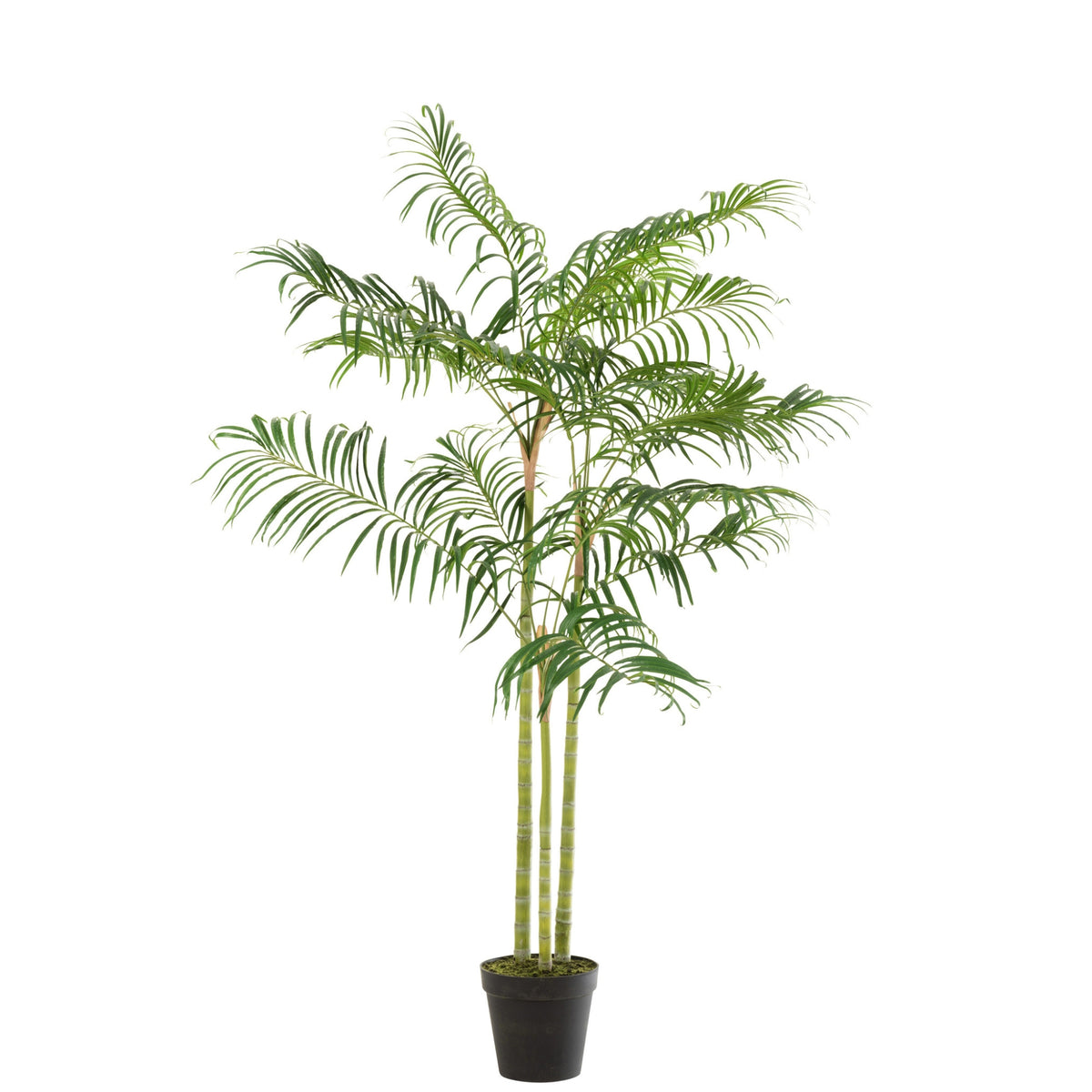 Palmier en bambou en pot plastique vert/noir, petit, J-Line