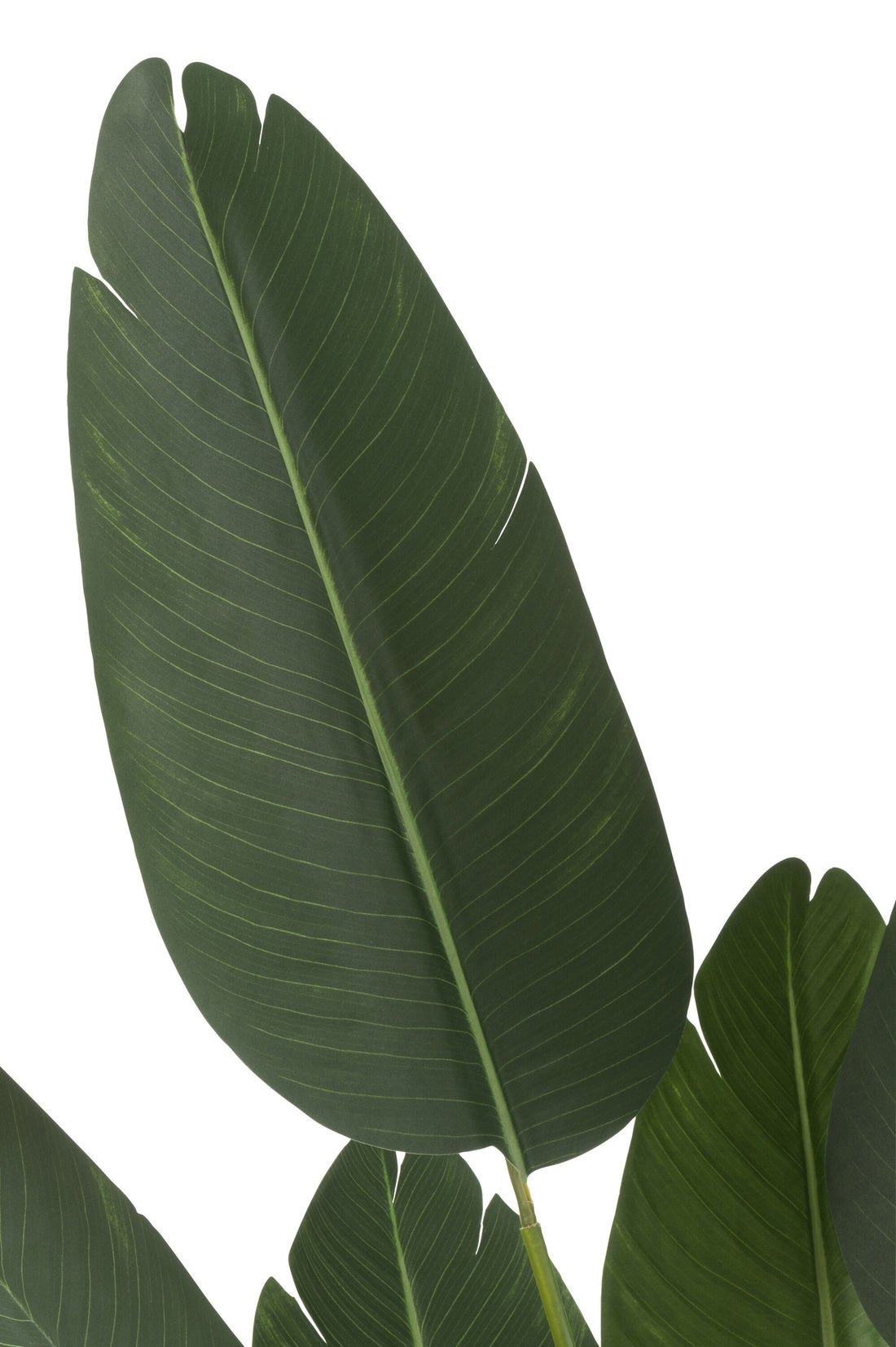 Strelitzia Plastique Vert Petit