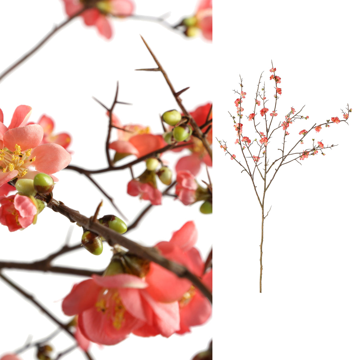 Fleur en pleine floraison, fleur de cerisier rose L PTMD
