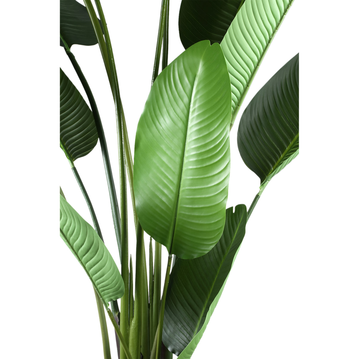 Plante artificielle Strelitzia en PE vert Real Touch L 110x63x235cm PTMD