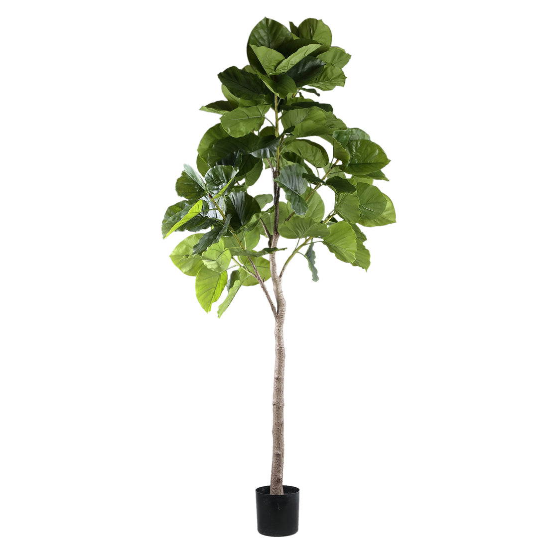 Ficus vert en arbre, en pot, L 118 x 85 x 183 cm PTMD