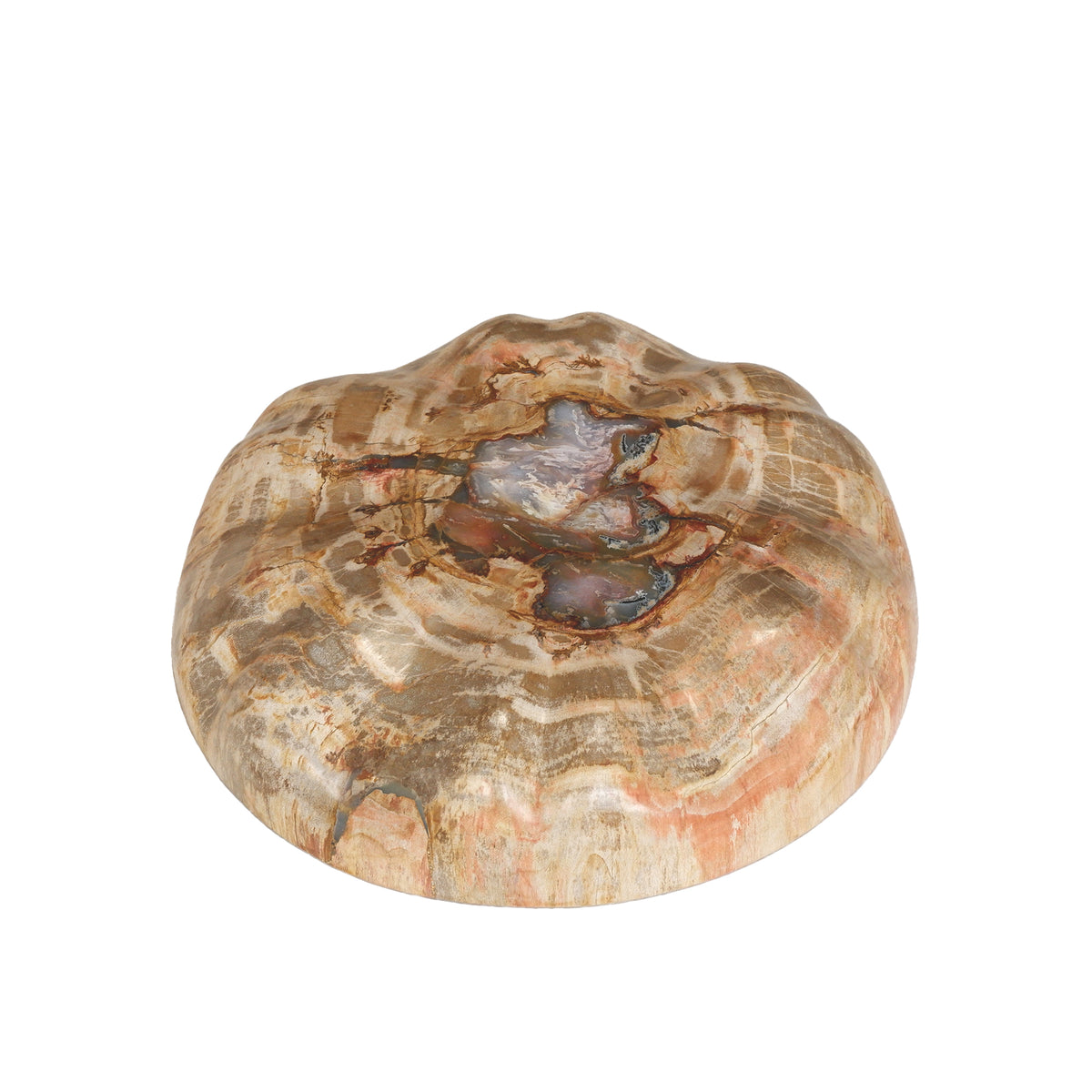 Présentoir demi-sphère en bois pétrifié naturel Bethe L PTMD