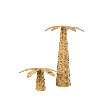 Palmier Jacinthe d&