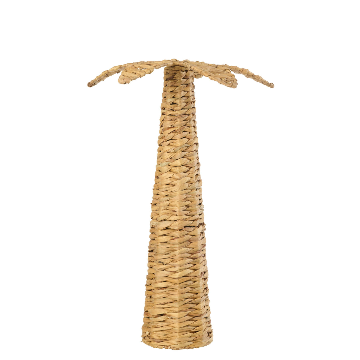 Palmier Jacinthe d&