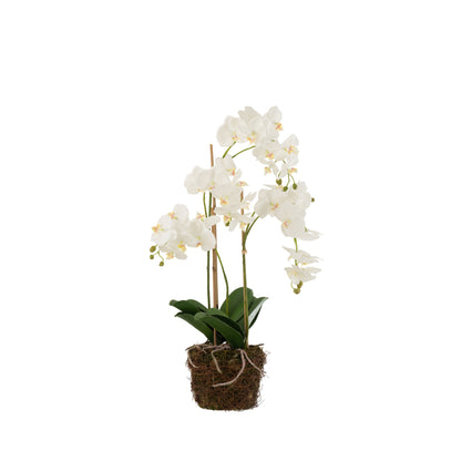 Orchidée en terre plastique blanc/vert, grande taille, 32 x 32 x 75 cm