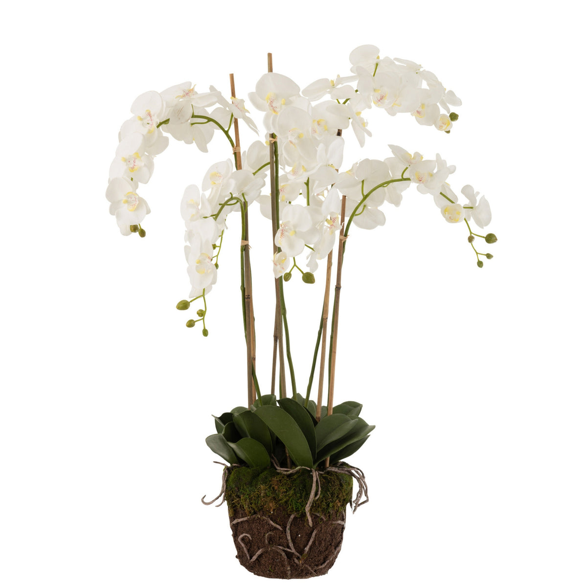 Orchidée En Terre Plastique Blanc/Vert Extra Large L60cmb53cmh104cm J-Line