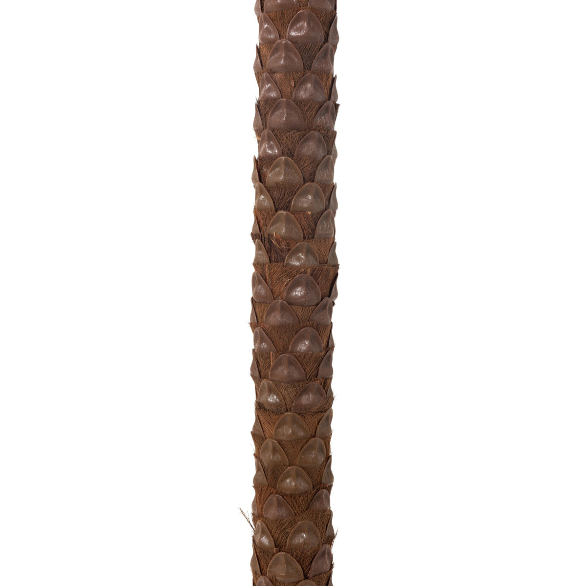 Palmier Avec 4 Noix De Coco En Pot Plastique Vert H350cm J-Line