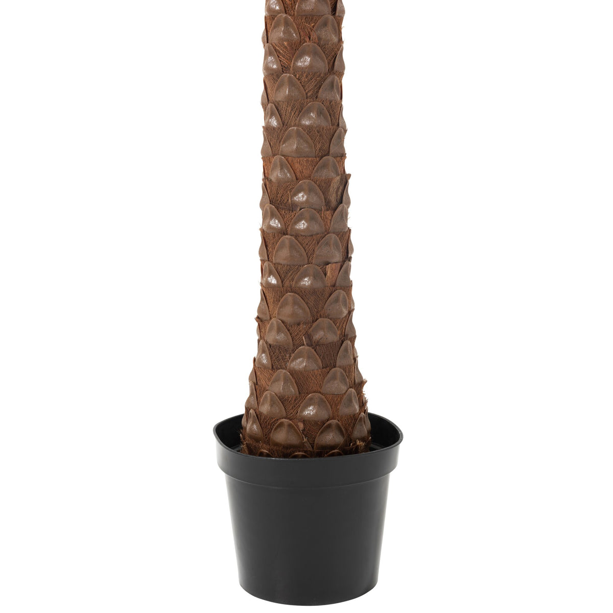 Palmier Avec 4 Noix De Coco En Pot Plastique Vert H350cm J-Line